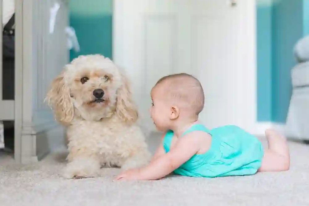 How to Prepare Your Pet for a New Baby in the Household