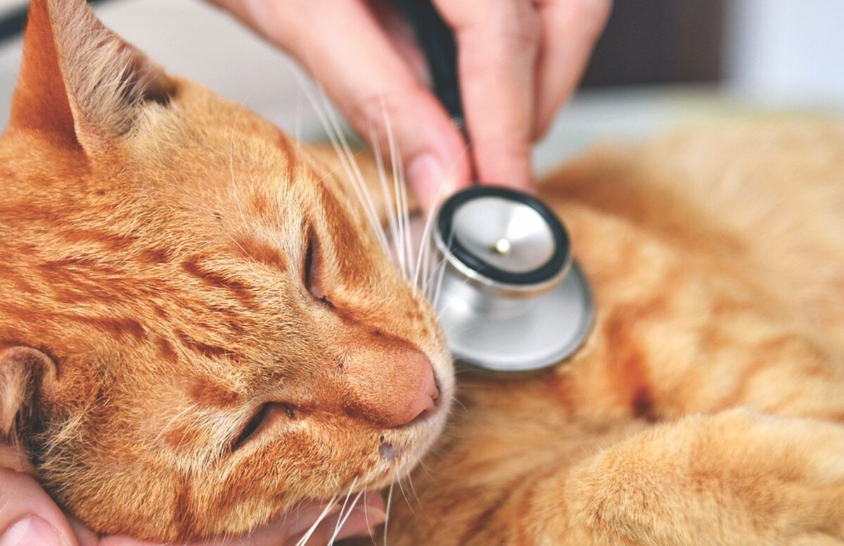 10 Signs Your Cat Might Be Sick And What To Do About It