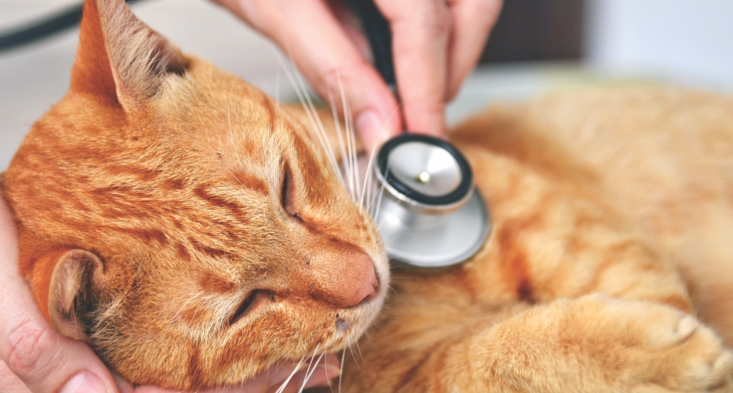  10 Signs Your Cat Might Be Sick And What To Do About It