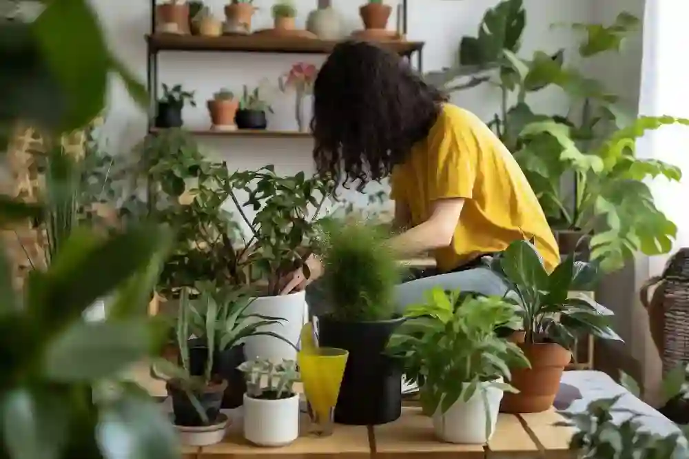 How to Care for Your Houseplants Like a Pro